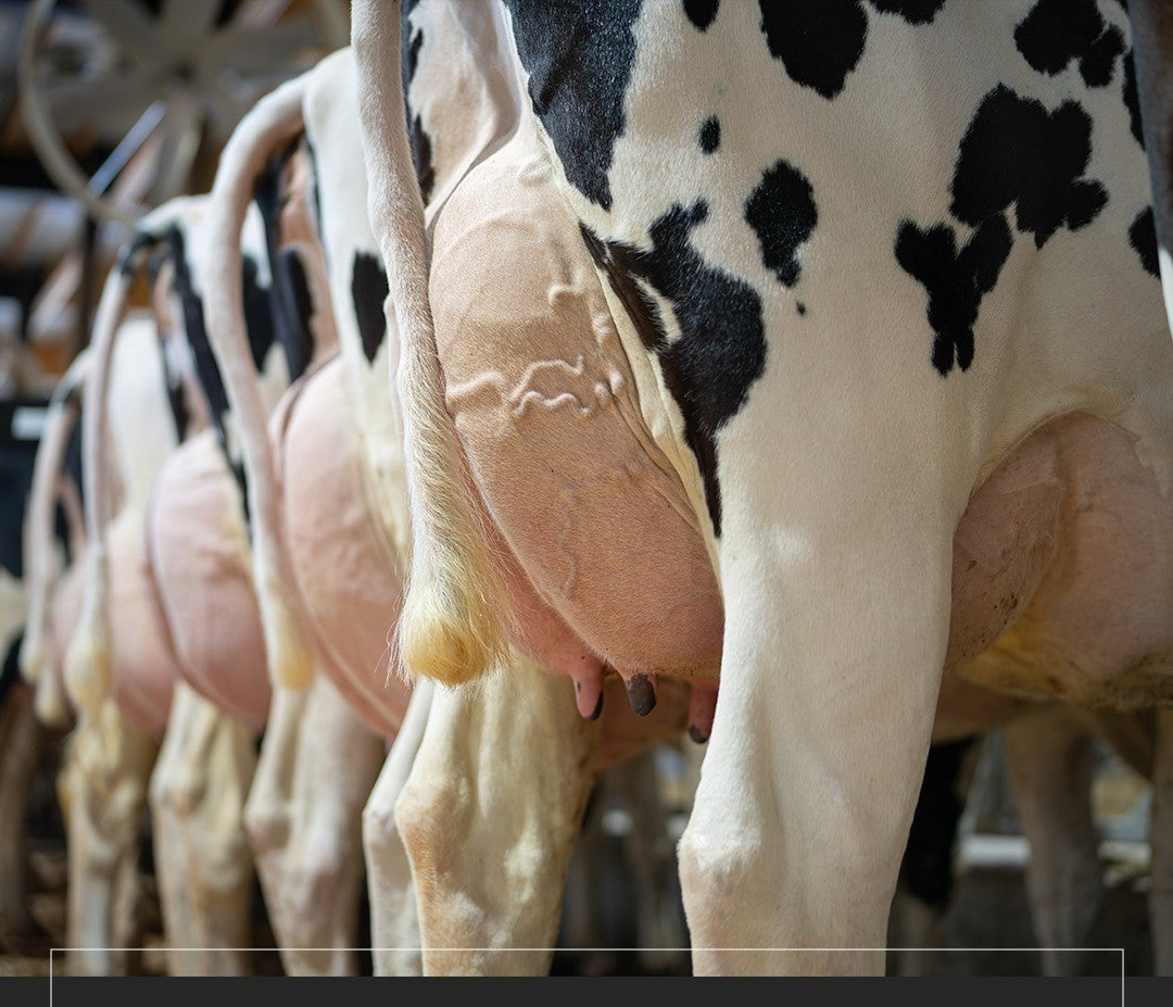 Udder Management