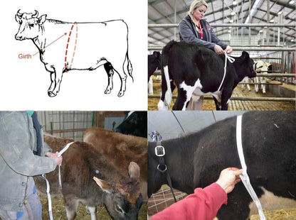 Cattle Weight Measurement Tap