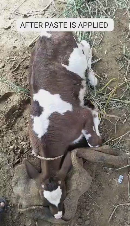 Dehorning Paste Farm Pack