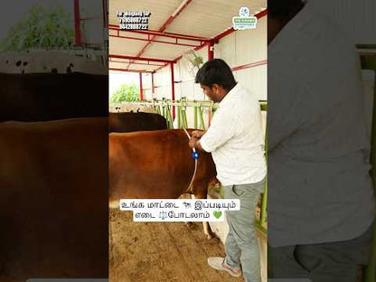 Cattle Weight Measurement Tap
