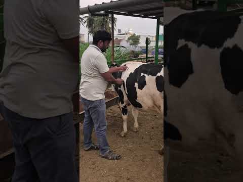 Cattle Weight Measurement Tap